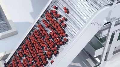 Tomato and Carrot Processing Line